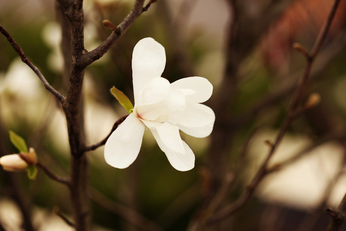 树枝上盛开的白色小花