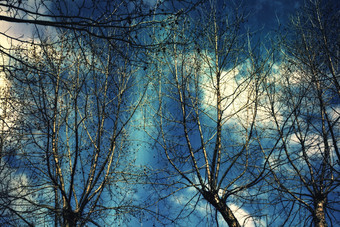 暗色调水边的小树摄影图