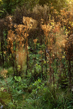 秋季丛林植物摄影图