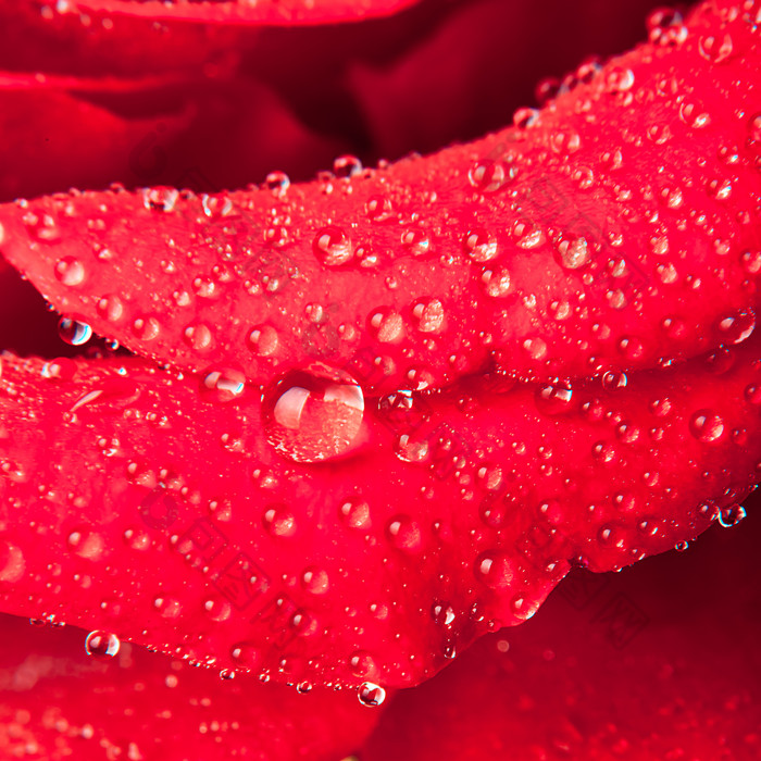 红色花瓣上的露水水珠