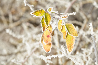 植物上的白霜摄影图