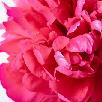 红色花瓣植物摄影图