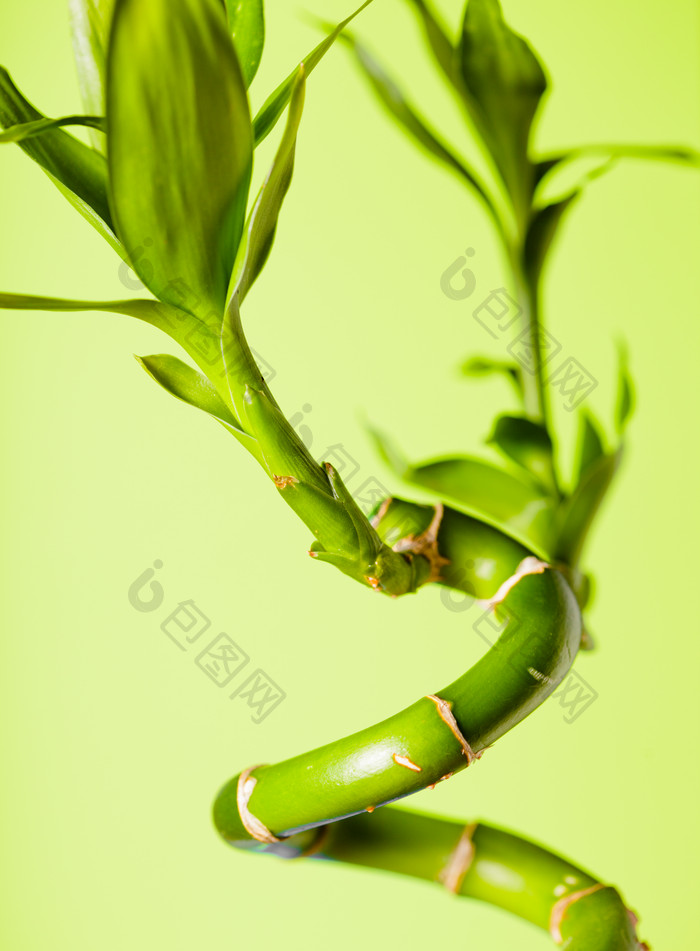 绿色植物根茎枝条转运竹