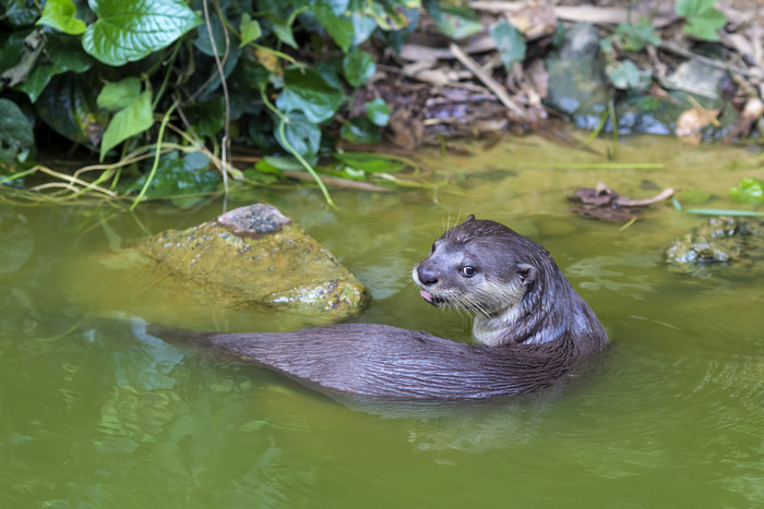 水里的野生动物水獭