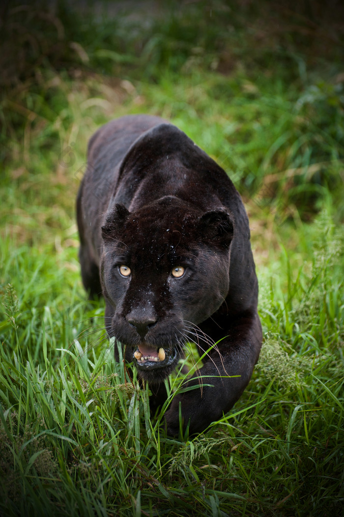 暗色调草地中的黑豹摄影图