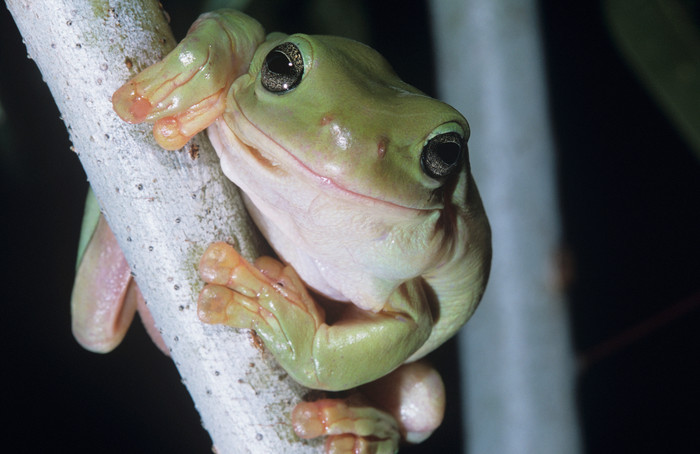 爬树上的绿青蛙摄影图