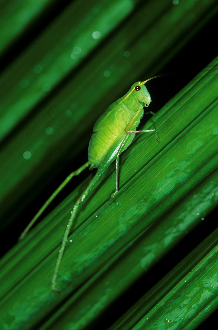绿色调草上的小虫子摄影图