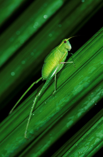 绿色调草上的小虫子摄影图
