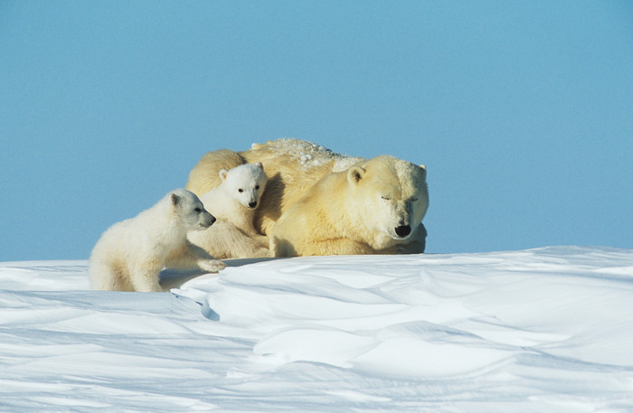 蓝色调雪上的北极熊摄影图