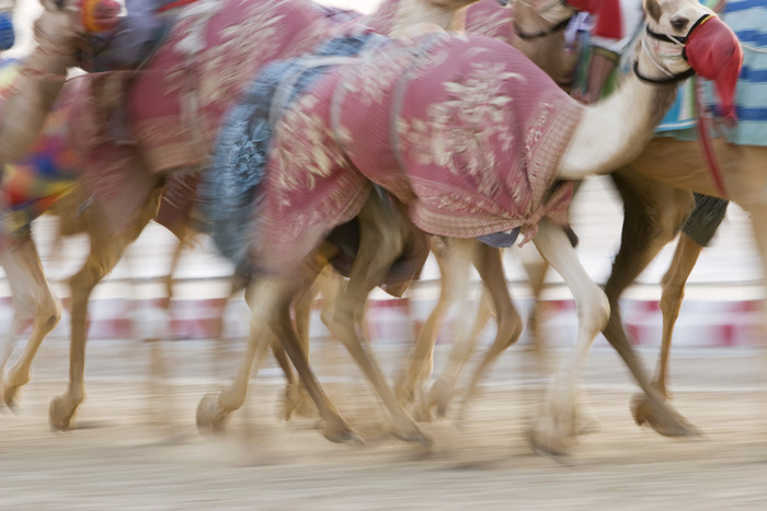 暗色调奔跑的骆驼摄影图