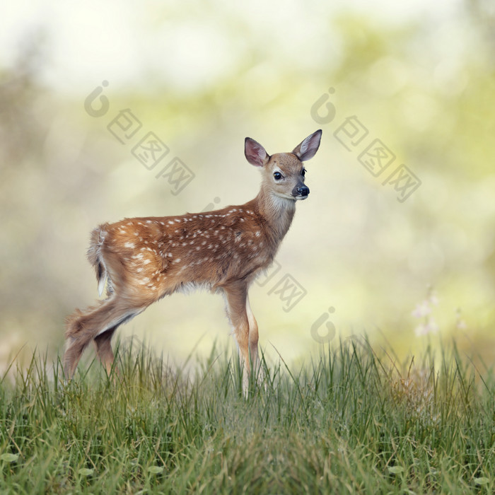 草地上奔跑的小鹿
