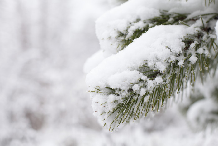 冬天绿色树枝上的白雪