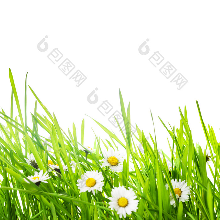 绿草中的小白花花朵