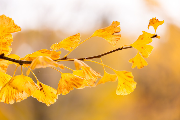 秋季黄色树叶树枝