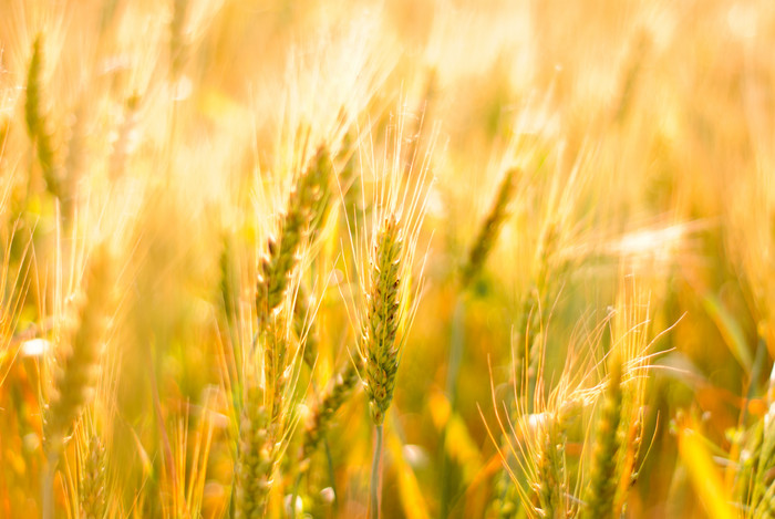 金黄色的小麦摄影图
