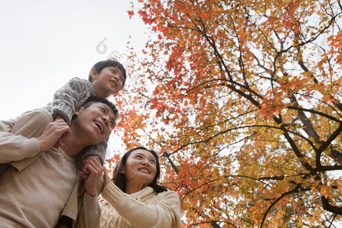 一家三口爸爸妈妈儿子家庭秋天枫叶落叶摄影