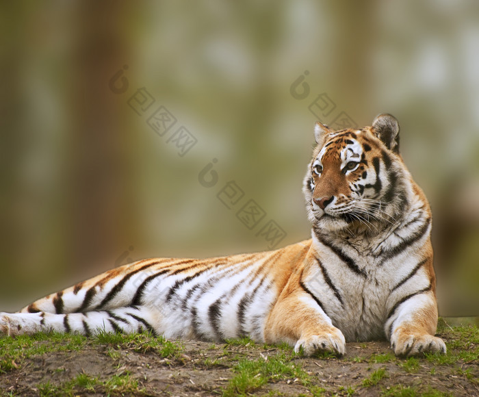 简约风格趴着的一只老虎摄影图