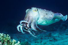暗色调海底的鱿鱼摄影图