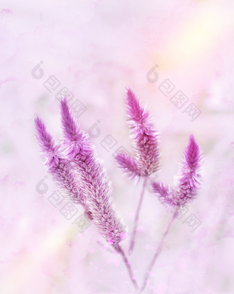 粉紫色花枝枝条摄影图