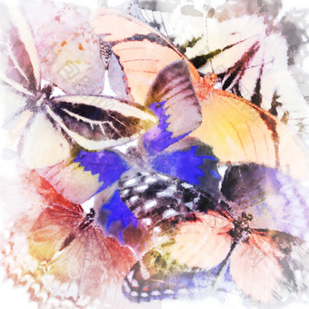 水彩蝴蝶昆虫摄影图