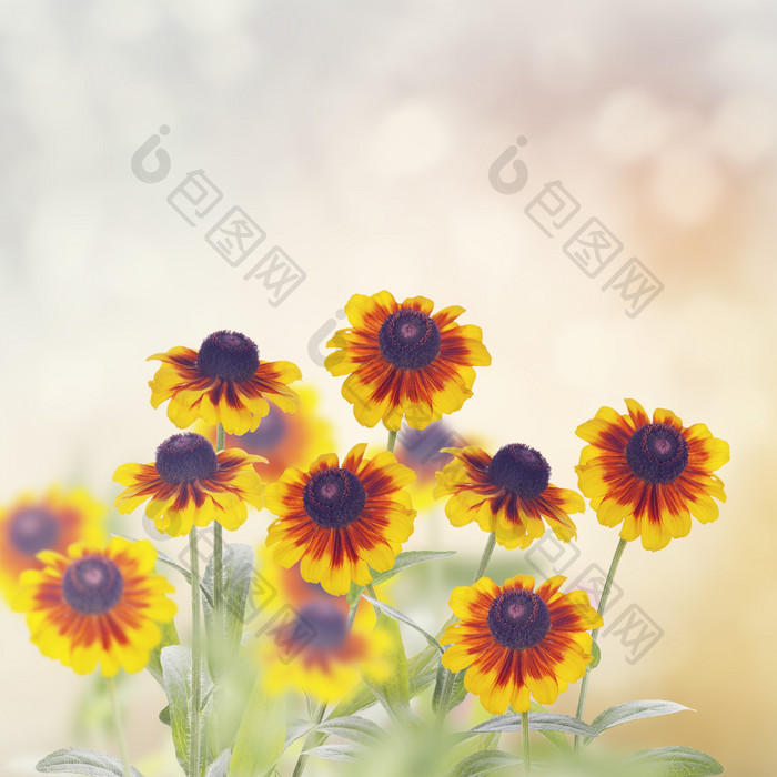 黄色菊花花朵植物摄影图