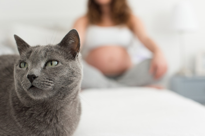 可爱的灰色猫咪和孕妇