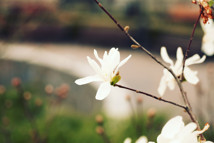 树枝上的白色小花植物