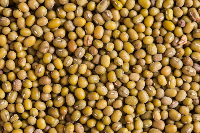 一片黄豆豆子摄影图