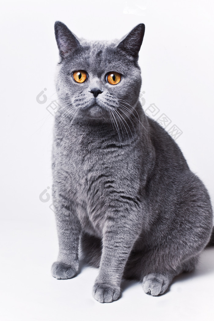 可爱的灰色猫咪坐在地上