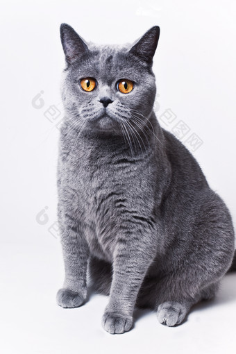 可爱的灰色猫咪坐在地上