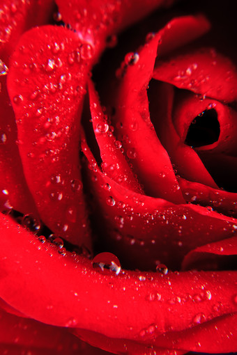红玫瑰上的水珠摄影图