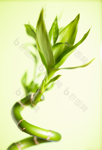 植物<strong>根茎</strong>叶子转运竹