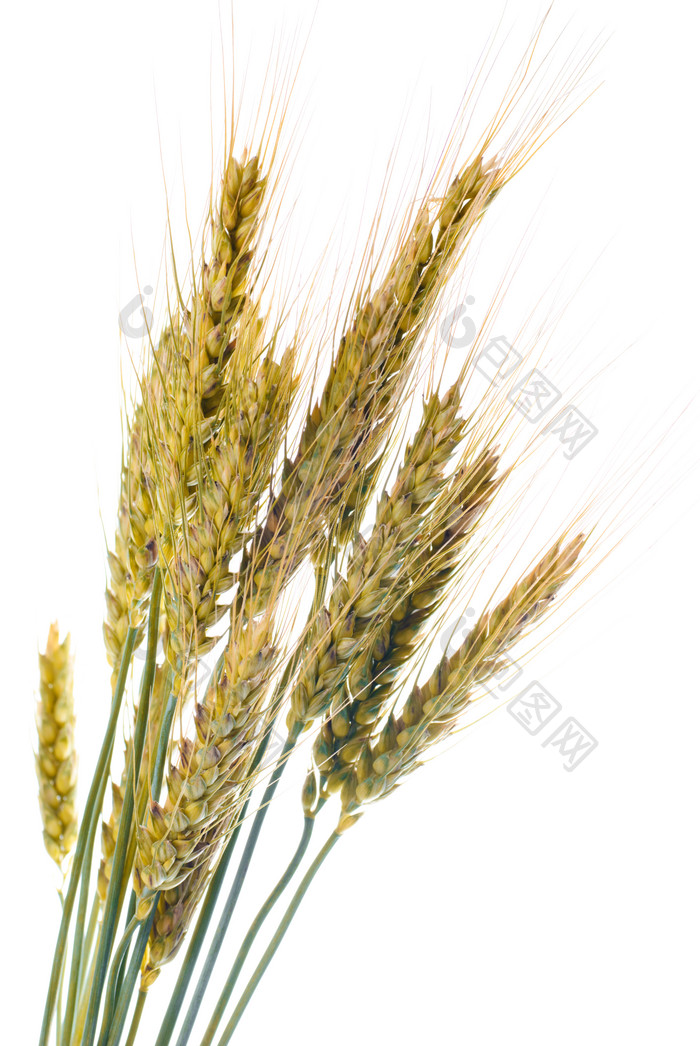 未成熟的小麦麦子
