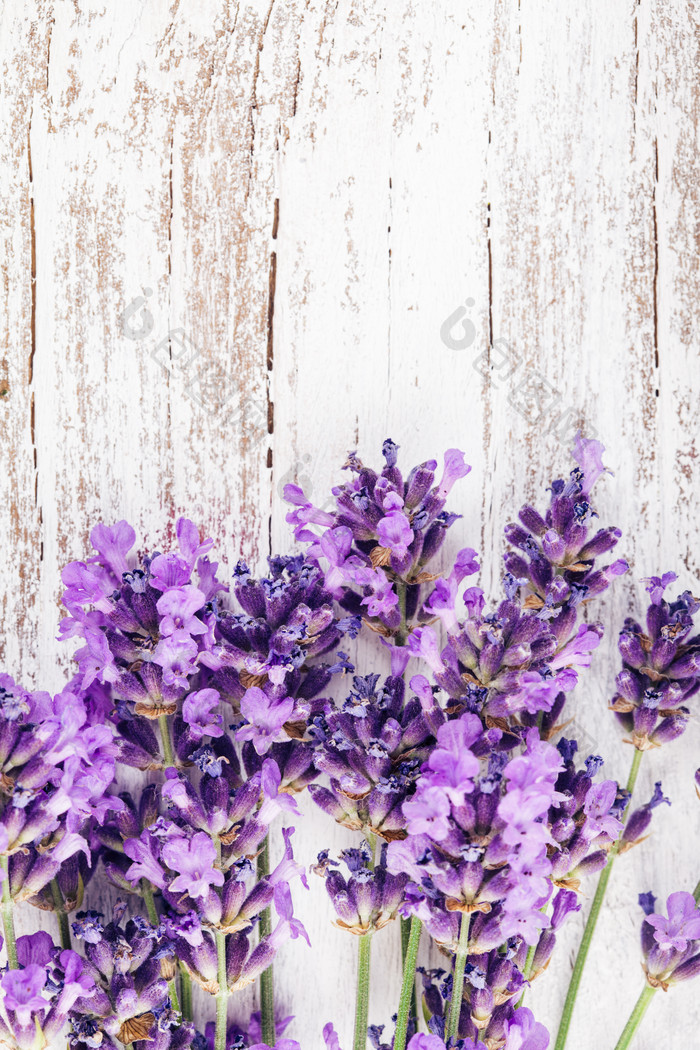 紫色薰衣草花卉植物
