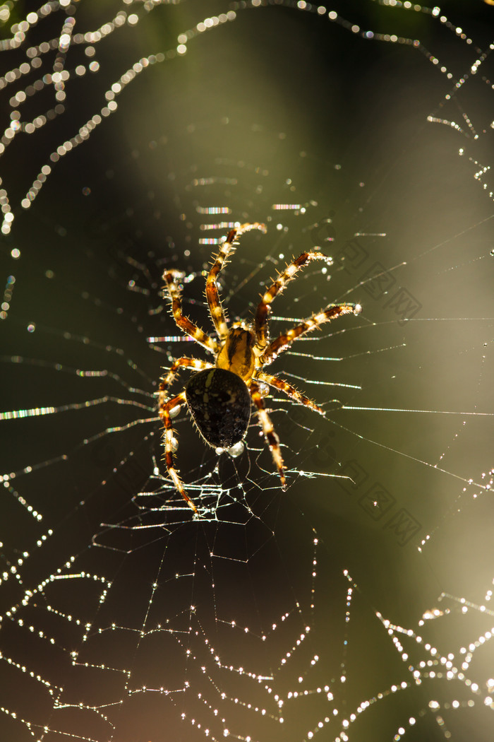 简约织网的蜘蛛摄影图