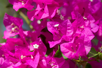 花植物季节摄影风景盛开<strong>的</strong>花大自然