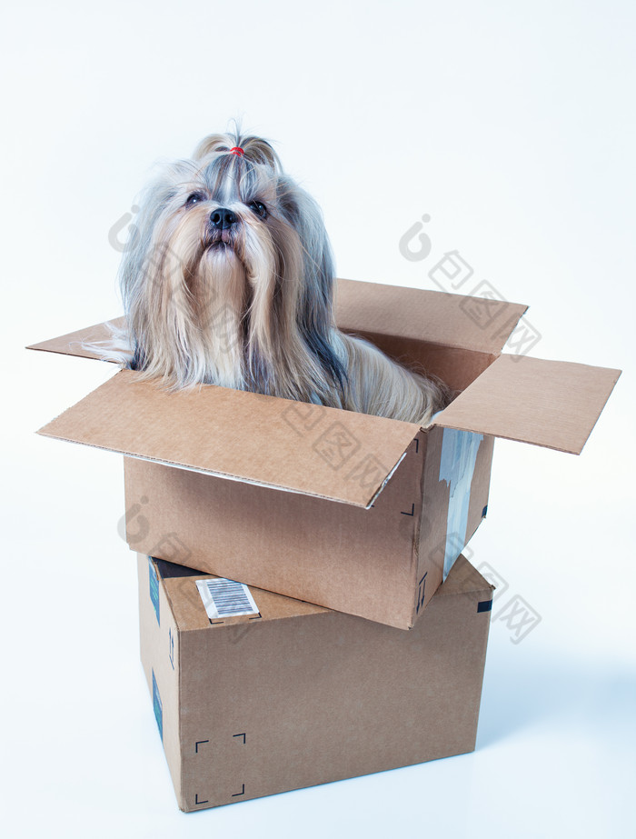 纸箱子里的可爱小狗
