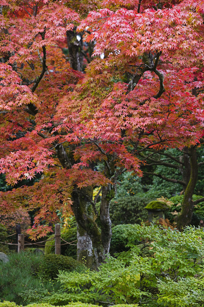 红色树叶的树林摄影图