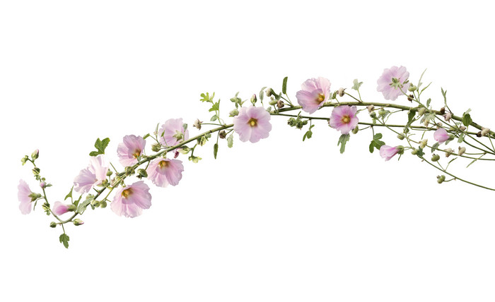 粉红色的蜀葵花卉花状装饰