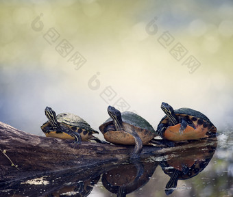 三只绿色的小乌龟摄影图