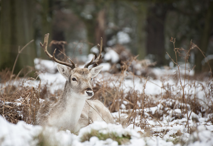 冬天野外雪地上的小鹿