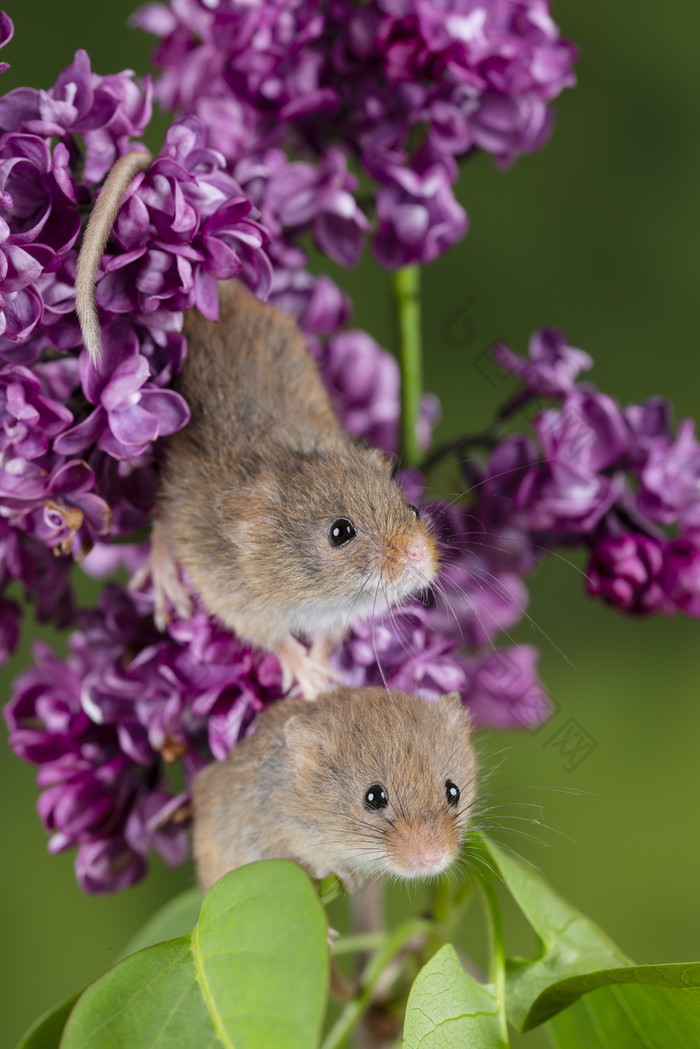 紫色丁香花卉中的两只老鼠
