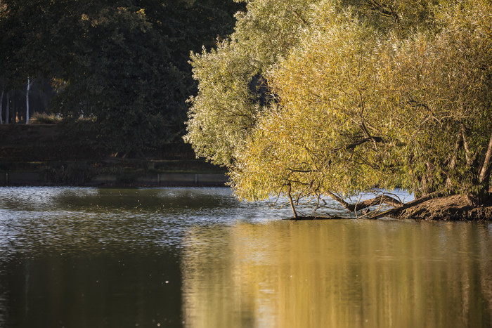 秋季池塘河岸上的树木