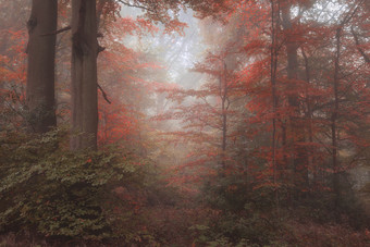 秋季红色植物树木