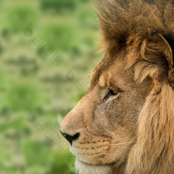 草地上的狮子摄影图