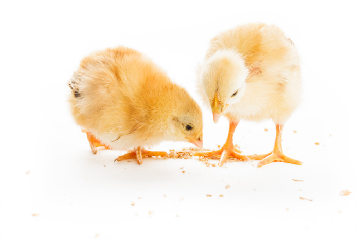 两只小鸡吃米摄影图