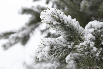 树枝上的积雪摄影图