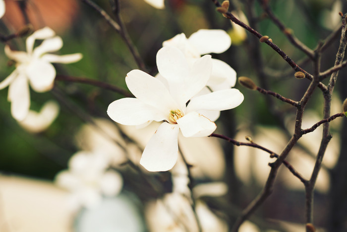 白色小花花朵摄影图