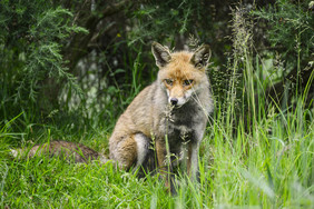 蹲坐在草地上的狐狸