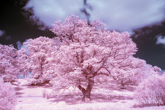 粉红色的樱花树摄影图